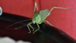 DSC_9766_leafBug4.jpg