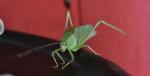 DSC_9765_leafBug3.jpg