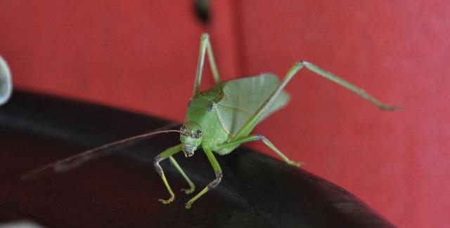 DSC_9765_leafBug3.jpg