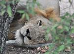 DSC_0704_lion2.jpg