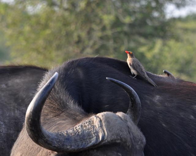 DSC_0679_oxPecker2.jpg