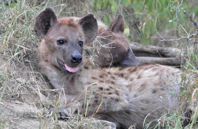 DSC_0658_hyena2.jpg