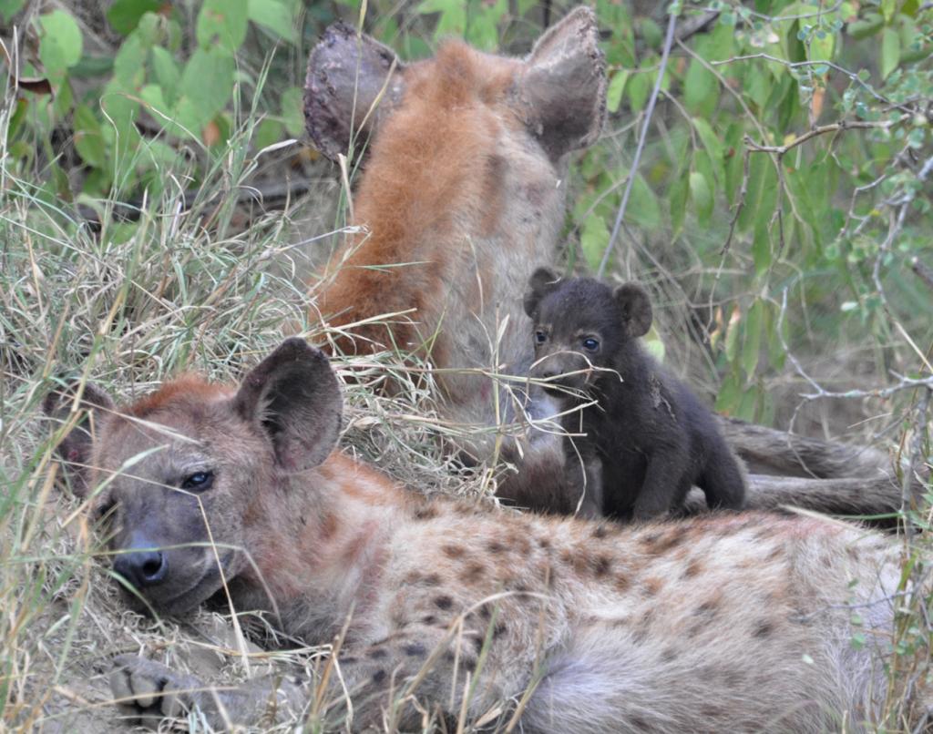 DSC_0654_babyHyena.jpg