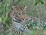 DSC_0539_leopard.jpg