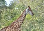 DSC_0485_giraffe4.jpg