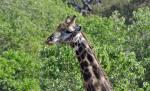 DSC_1171_giraffe3.jpg