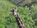 DSC_1170_giraffe2.jpg