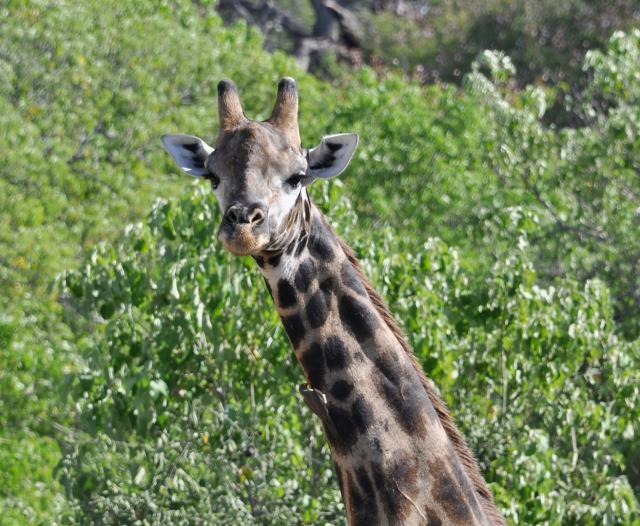 DSC_1169_giraffe1.jpg