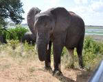 DSC_1158_elephant19.jpg