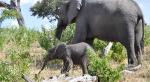 DSC_1150_babyEle4.jpg