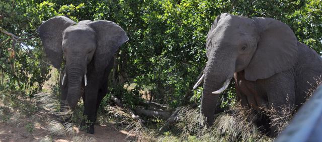 DSC_1139_elephant17.jpg