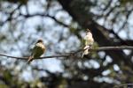 DSC_0856beeEaters2.jpg