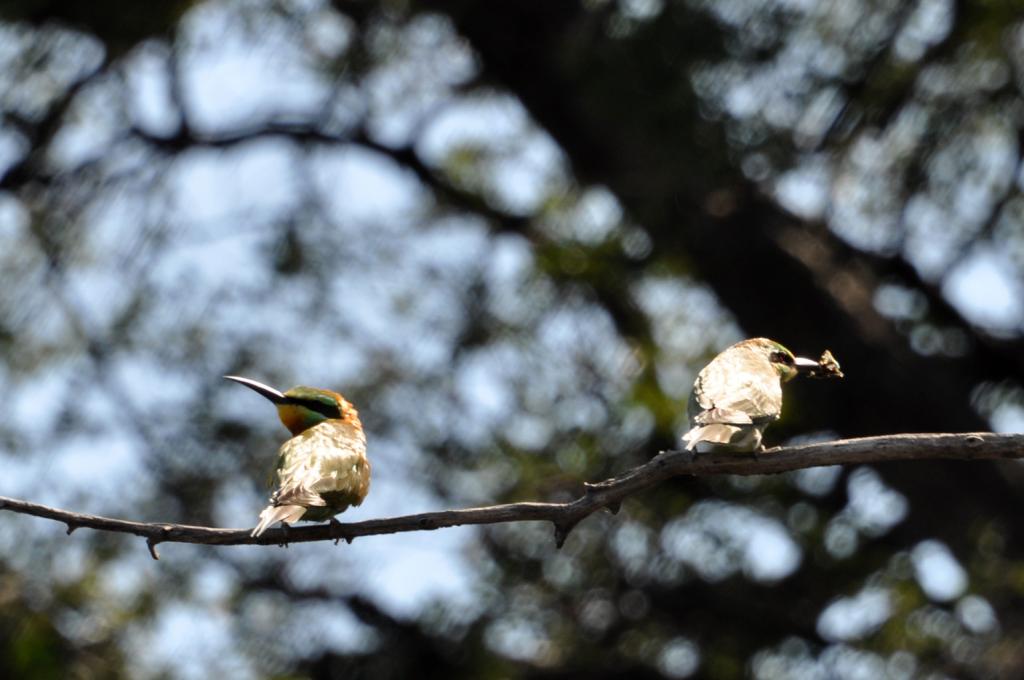 DSC_0854beeEaters1.jpg