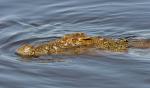 DSC_0813croc2.jpg