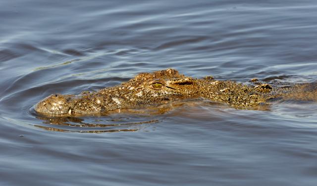 DSC_0813croc2.jpg