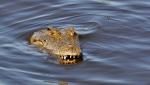 DSC_0806croc1.jpg