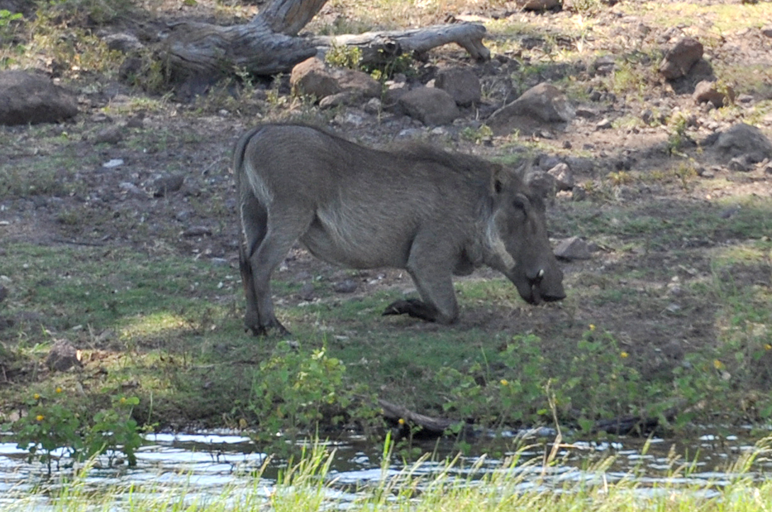 DSC_0796wartHogs3.jpg