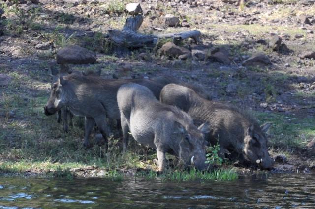 DSC_0793wartHogs2.jpg