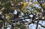 DSC_0787_fishEagle2.jpg