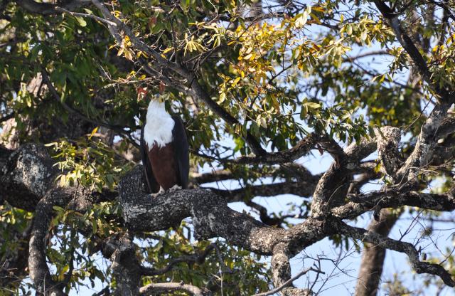 DSC_0787_fishEagle2.jpg