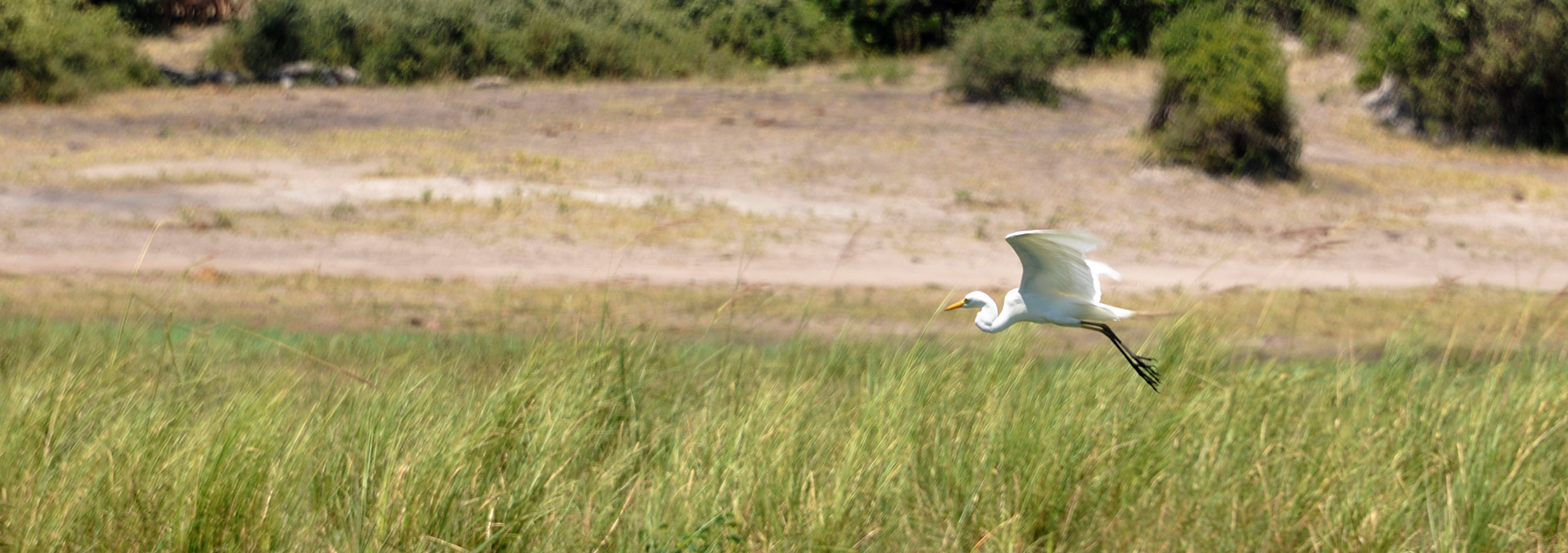 DSC_0952egret4.jpg