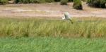 DSC_0951egret3.jpg