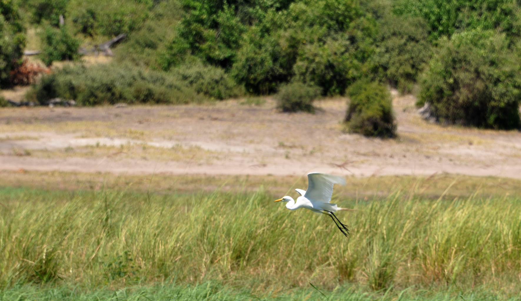 DSC_0949egret2.jpg