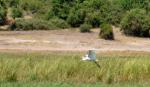 DSC_0949egret2.jpg