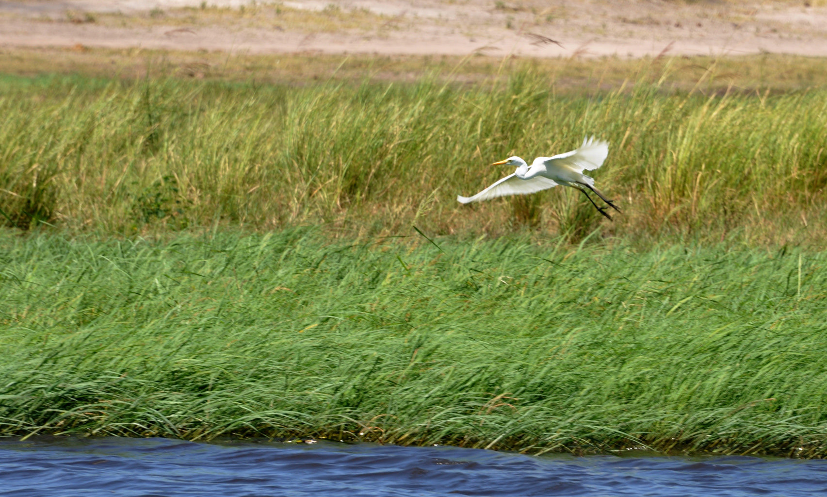 DSC_0947egret1.jpg