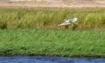 DSC_0947egret1.jpg