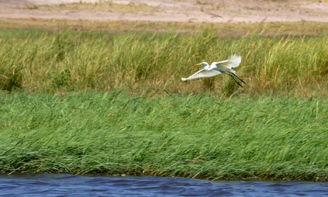 DSC_0947egret1.jpg