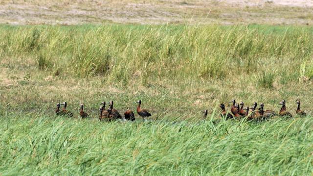 DSC_0935egyptDucks1.jpg