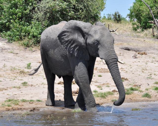 DSC_0985_elephant4.jpg