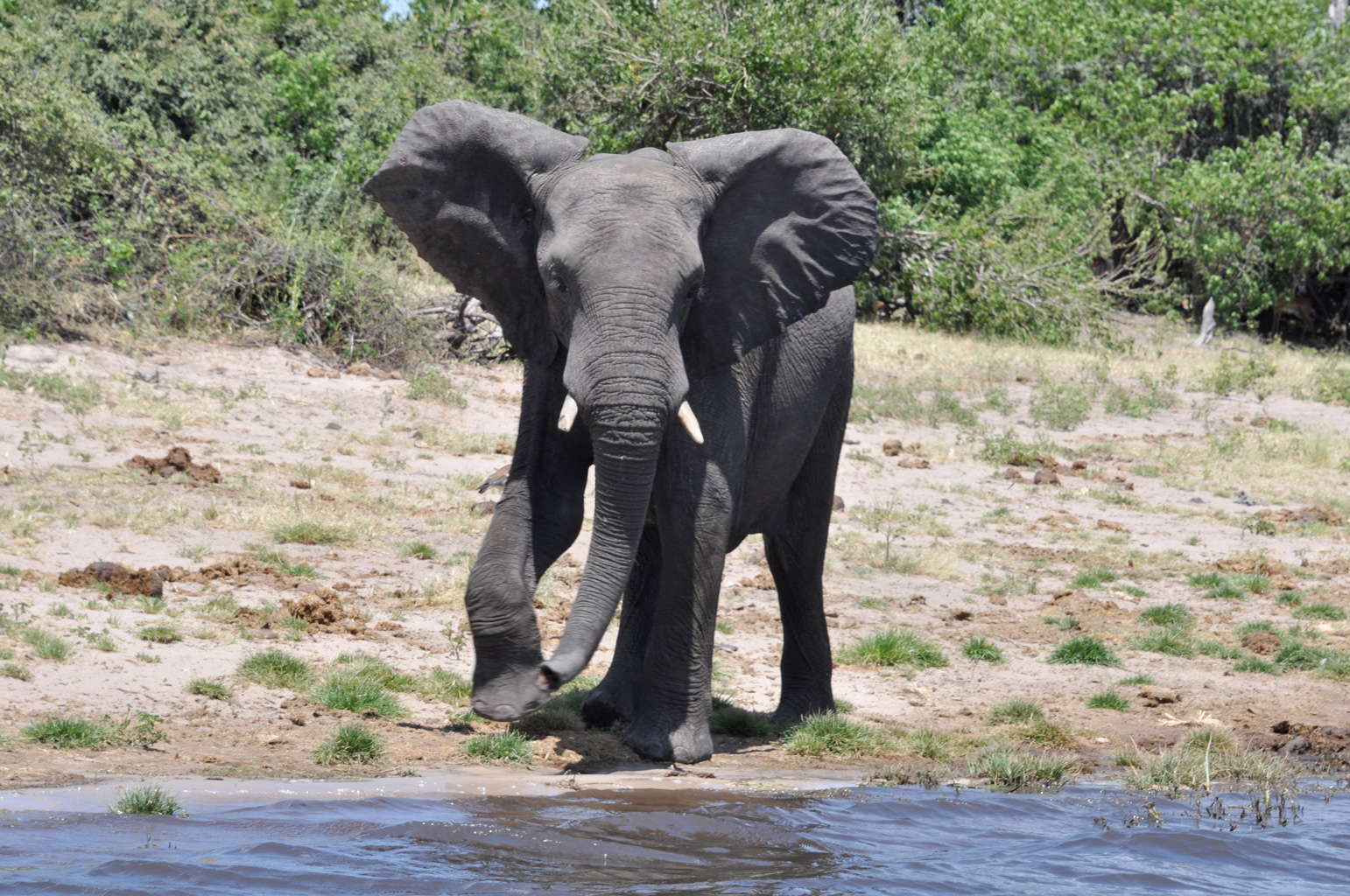 DSC_0978_elephant2.jpg