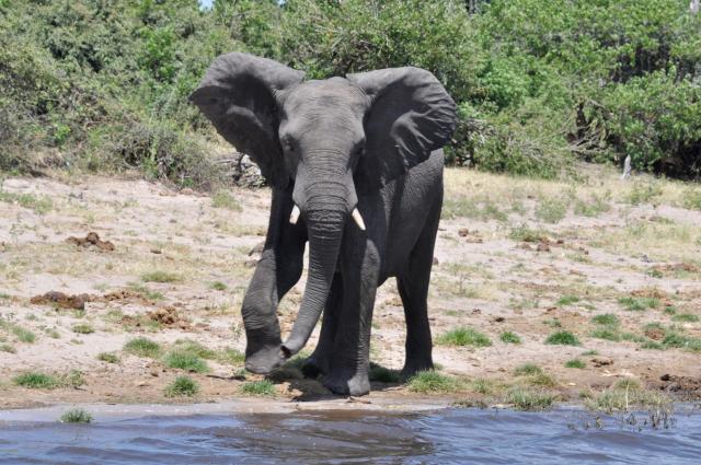 DSC_0978_elephant2.jpg