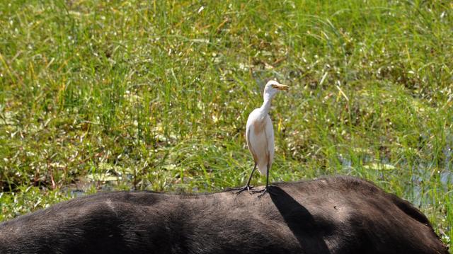 DSC_1104_egret2.jpg