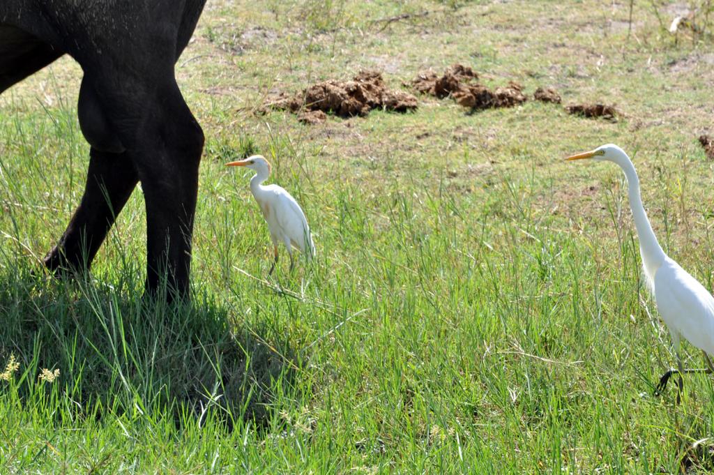 DSC_1098_egret1.jpg