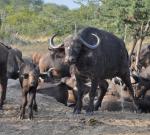 Cape Buffalo