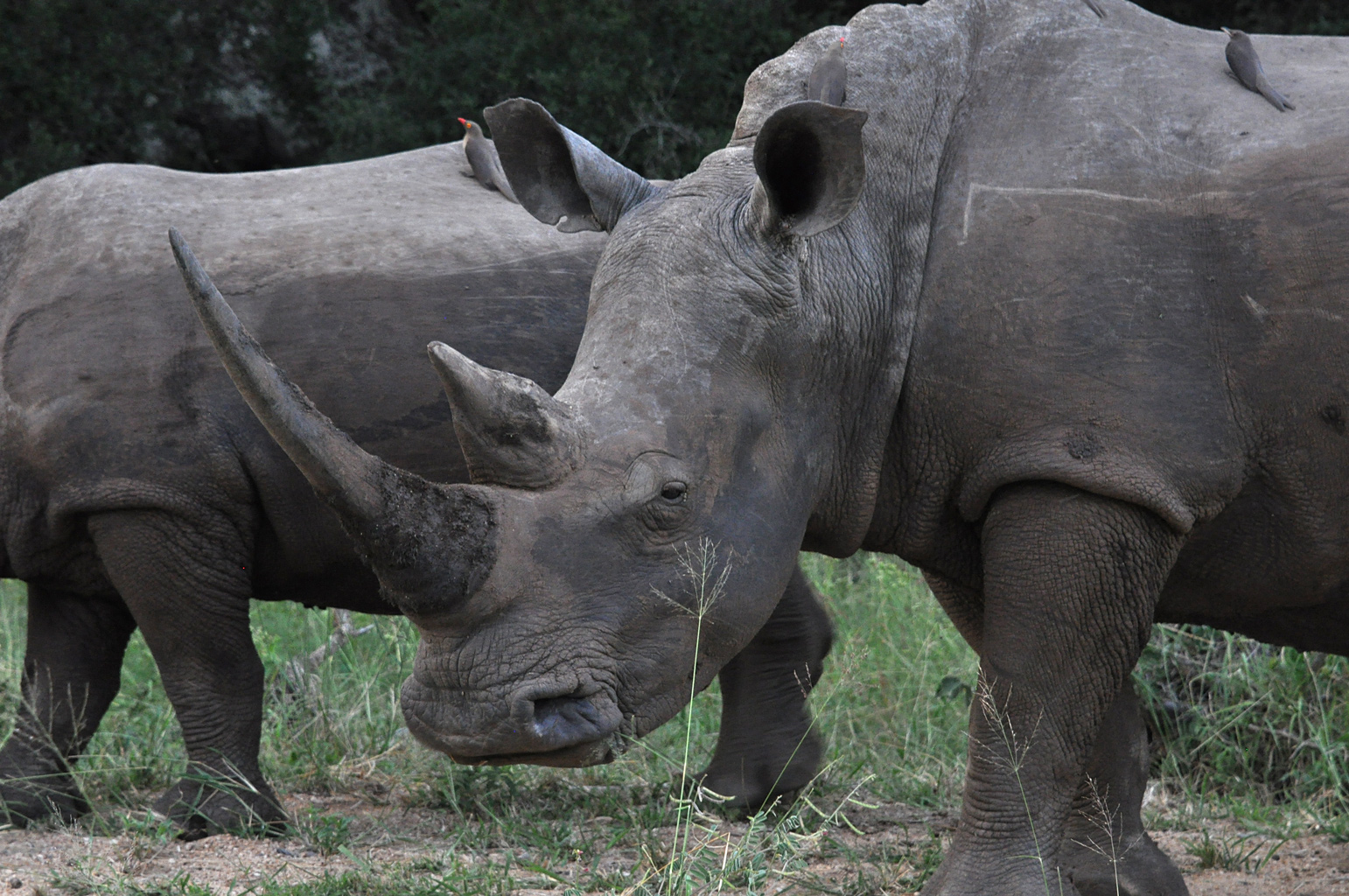 DSC_0591rhino.jpg