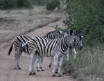 DSC_0182zebra.jpg