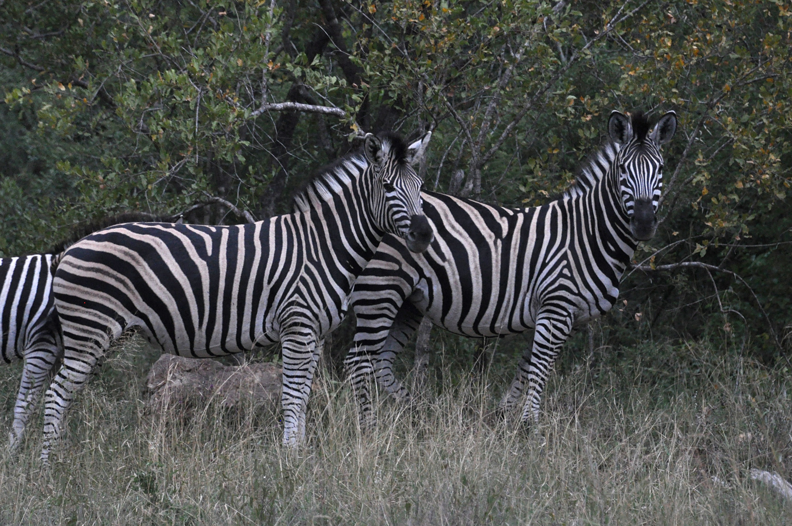 DSC_0186zebra.jpg