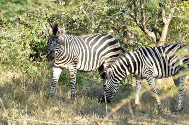 DSC_9665zebra.jpg