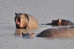 DSC_0371baby_hippo.jpg