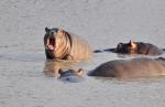 DSC_0368baby_hippo.jpg