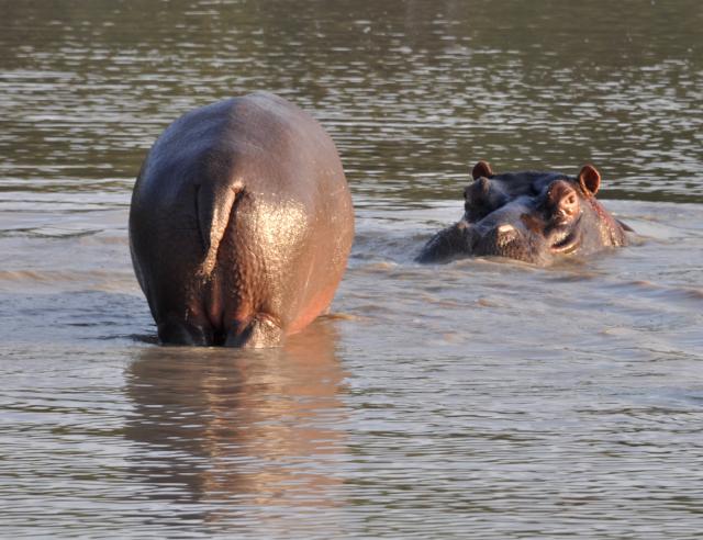 DSC_0365hippo.jpg