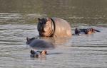 DSC_0358hippo.jpg