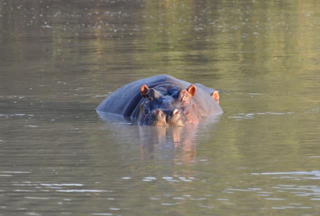 DSC_0337hippo.jpg