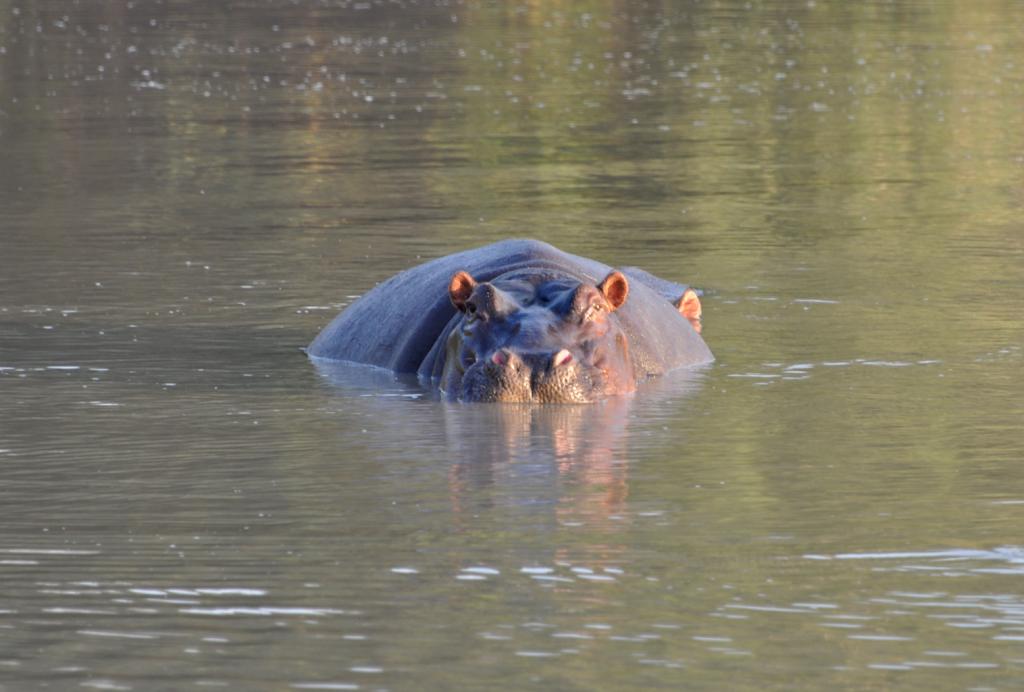 DSC_0337hippo.jpg