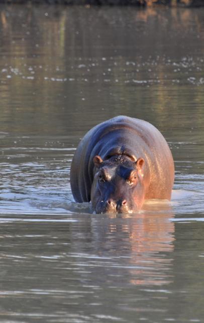 DSC_0316hippo.jpg