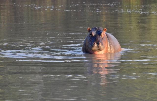 DSC_0315hippo.jpg